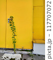 Green Creeper Plant on Yellow Door Background 117707072