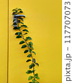 Green leaves on a yellow wall with a metal handle. Copy space. 117707073