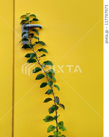 Green leaves on a yellow wall with a metal handle. Copy space. 117707073