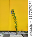 Green Creeper Plant on Yellow Door Background. Vertical Image Composition 117707074