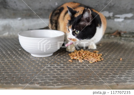 ネココロニーで暮らす地域猫たち ネココロニーで暮らす地域猫たち 117707235