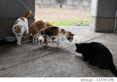 ネココロニーで暮らす地域猫たち 117707246