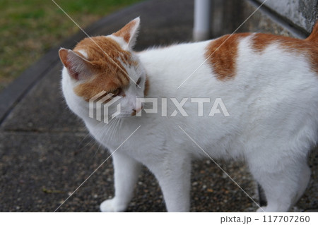 ネココロニーで暮らす地域猫たち 117707260