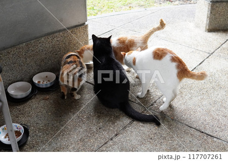ネココロニーで暮らす地域猫たち 117707261