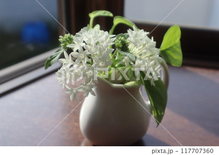 窓辺に切り戻したペンタスとポトスを生ける 117707360