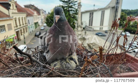 A dove with a little squab. The baby pigeon is four days old. The pigeon pair made a nest on the windowsill in a flower box A dove with a little squab. The baby pigeon is four days old. The pigeon pair made a nest on the windowsill in a flower box 117707509