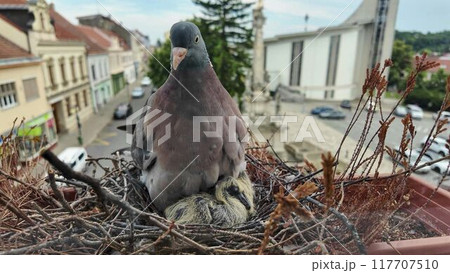 A dove feeding a two-day-old pigeon. Pigeon life in the city 117707510