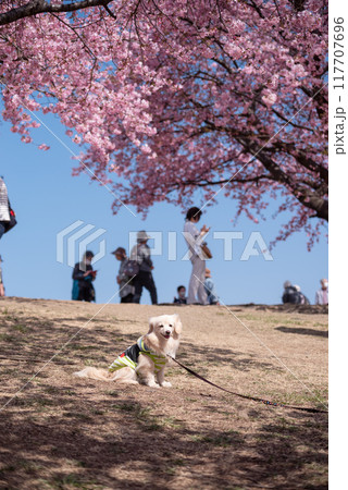 伊勢崎市みらい公園の河津桜と犬 伊勢崎市みらい公園の河津桜と犬 117707696