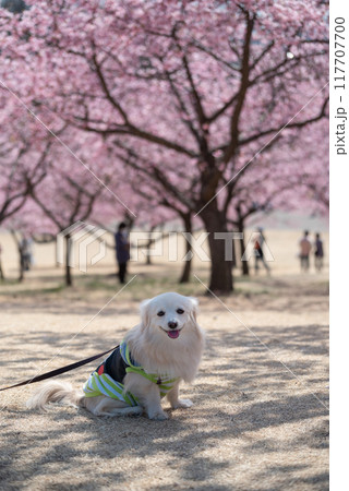 伊勢崎市みらい公園の河津桜と犬 117707700