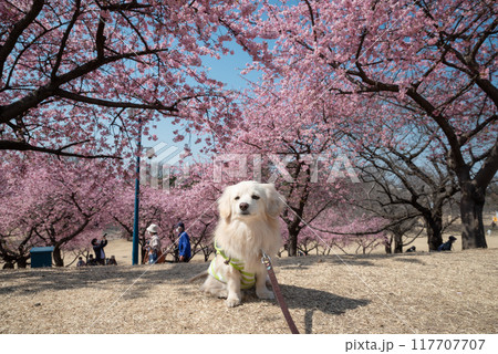 伊勢崎市みらい公園の河津桜と犬 117707707