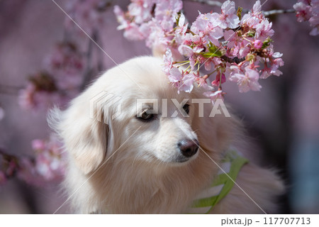伊勢崎市みらい公園の河津桜と犬 伊勢崎市みらい公園の河津桜と犬 117707713