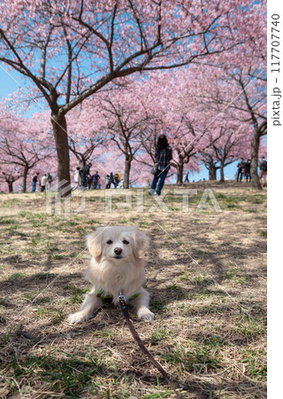 伊勢崎市みらい公園の河津桜と犬 117707740