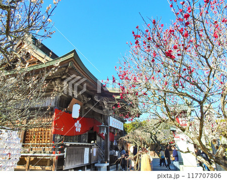 福岡県築上町にある梅の名所綱敷天満宮境内拝殿と梅 福岡県築上町にある梅の名所綱敷天満宮境内拝殿と梅 117707806