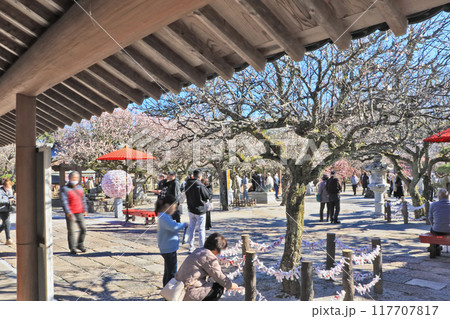 福岡県築上町にある梅の名所綱敷天満宮境内の梅と参拝客 117707817