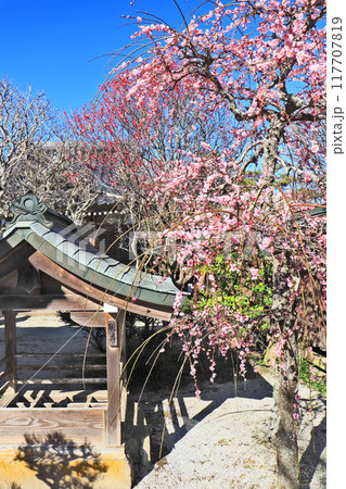 福岡県築上町にある綱敷天満宮境内の硯井と枝垂れ梅 福岡県築上町にある綱敷天満宮境内の硯井と枝垂れ梅 117707819