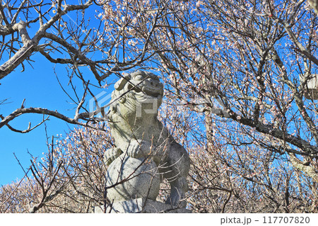 福岡県築上町の綱敷天満宮境内の狛犬と梅の花 117707820