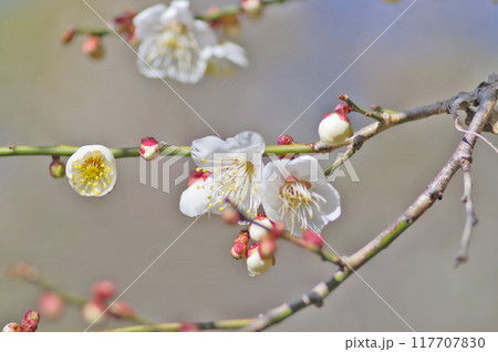 開花した花と蕾がついた白梅の枝 117707830