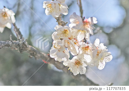 満開の美しい白梅の花びらが透けて見える光景 満開の美しい白梅の花びらが透けて見える光景 117707835
