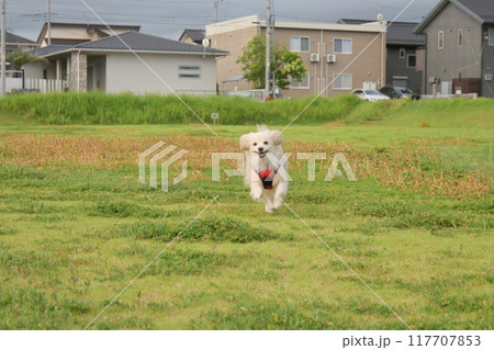 楽しそうに走るイヌ 117707853