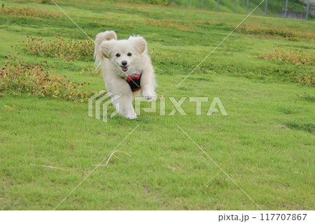 楽しそうに走るイヌ 楽しそうに走るイヌ 117707867