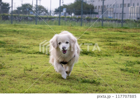 楽しそうに走るイヌ 117707885