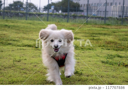 楽しそうに走るイヌ 楽しそうに走るイヌ 117707886