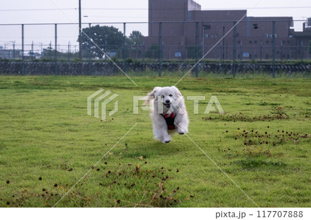 楽しそうに走るイヌ 楽しそうに走るイヌ 117707888