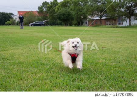 楽しそうに走るイヌ 117707896