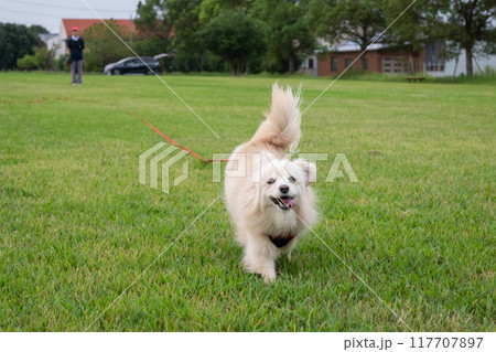 楽しそうに走るイヌ 117707897