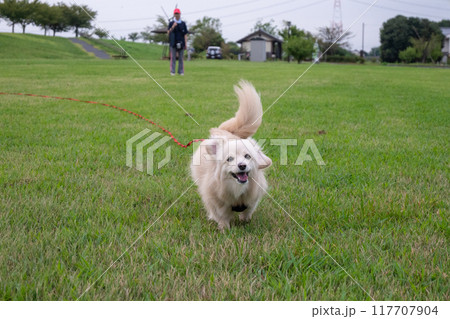 楽しそうに走るイヌ 117707904