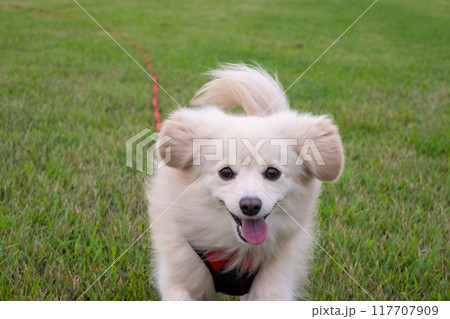 楽しそうに走るイヌ 117707909