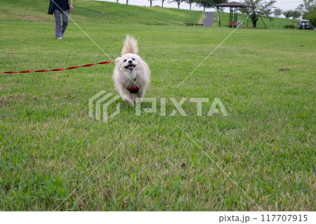 楽しそうに走るイヌ 117707915