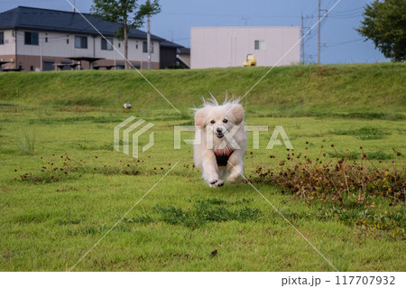 楽しそうに走るイヌ 117707932