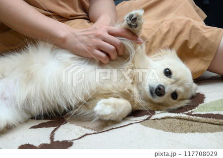 飼い主に甘えるイヌ 飼い主に甘えるイヌ 117708029