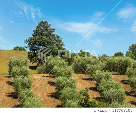 Summer countryside, Italy Summer countryside, Italy 117708109