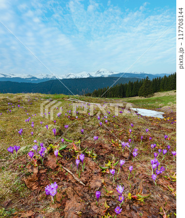 Purple Crocus flowers on spring mountain 117708144