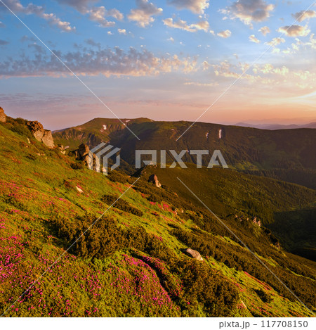 Pink rose rhododendron flowers on summer mountain slope Pink rose rhododendron flowers on summer mountain slope 117708150