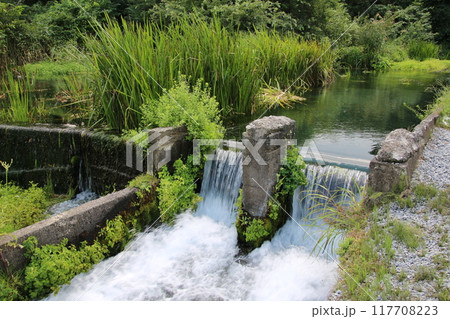 夏の水路 117708223