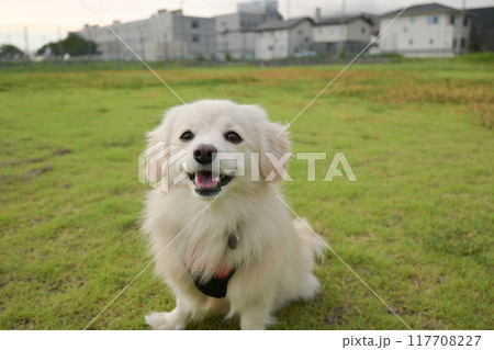 小型犬　ポメックス　笑顔 117708227