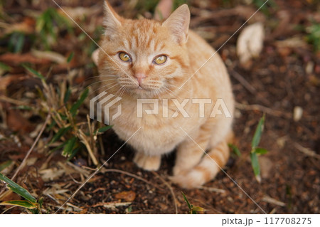 可愛い野良猫の子猫達 117708275