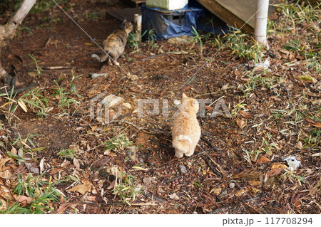 可愛い野良猫の子猫達 117708294