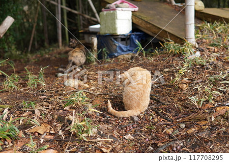 可愛い野良猫の子猫達 117708295
