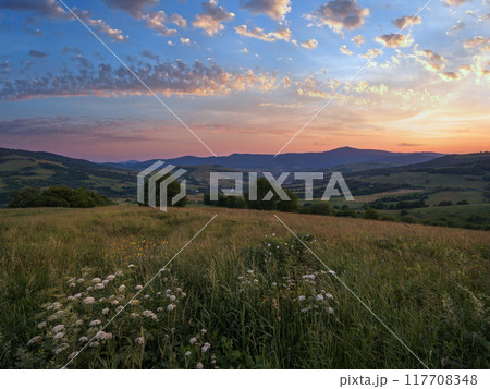 Picturesque June Carpathian mountain countryside meadows. with beautiful wild flowers Picturesque June Carpathian mountain countryside meadows. with beautiful wild flowers 117708348