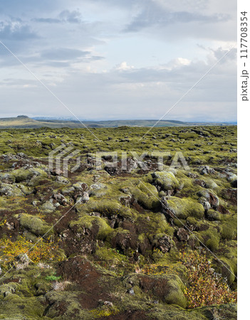 Scenic autumn green lava fields near Fjadrargljufur Canyon in Iceland. Green moss on volcanic lava stones. Unique lava fields growth after Laki volcano eruption. Scenic autumn green lava fields near Fjadrargljufur Canyon in Iceland. Green moss on volcanic lava stones. Unique lava fields growth after Laki volcano eruption. 117708354