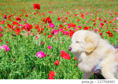 日本一のポピー畑・ポピーハッピースクエア【埼玉県鴻巣市】 日本一のポピー畑・ポピーハッピースクエア【埼玉県鴻巣市】 117708401