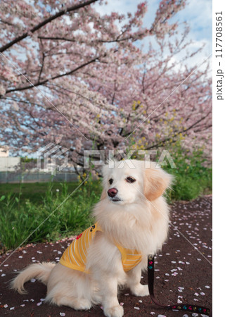 桜並木と犬 117708561