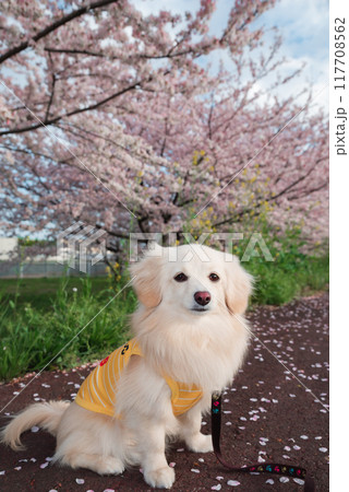 桜並木と犬 117708562