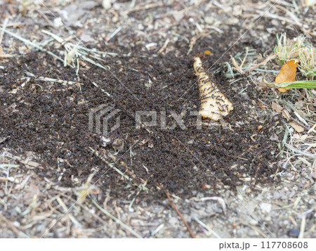 食べ物に群がる小さな蟻の群れ 117708608