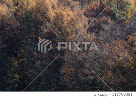 秋の御射鹿池の紅葉 秋の御射鹿池の紅葉 117709381