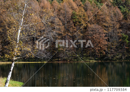 秋の御射鹿池の紅葉 117709384